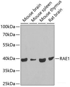 Immunohistochemistry of paraffin-embedded Mouse lung using MSTN Polyclonal Antibody at dilution of 1:100 (40x lens).