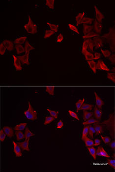 Western blot analysis of extracts of various cell lines using GOT2 Polyclonal Antibody at dilution of 1:1000.
