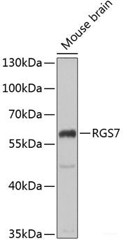 Western blot analysis of extracts of various cell lines using HIP1 Polyclonal Antibody at dilution of 1:1000.