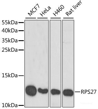 Western blot analysis of extracts of various cell lines using MYBPC2 Polyclonal Antibody at dilution of 1:1000.
