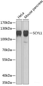 Western blot analysis of extracts of various cell lines using PARN Polyclonal Antibody at dilution of 1:1000.