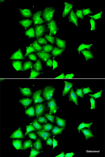Western blot analysis of extracts of various cell lines using PDHB Polyclonal Antibody at dilution of 1:1000.