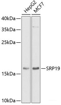 Western blot analysis of extracts of various cell lines using QARS Polyclonal Antibody at dilution of 1:1000.