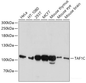 Immunofluorescence analysis of U2OS cells using RFX5 Polyclonal Antibody