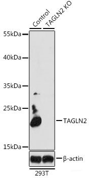 Western blot analysis of extracts of U-87MG cells using RPL3 Polyclonal Antibody at dilution of 1:1000.