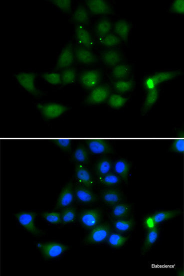 Immunofluorescence analysis of U2OS cells using RPS16 Polyclonal Antibody