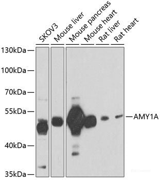 Immunohistochemistry of paraffin-embedded Rat brain using EIF3C Polyclonal Antibody at dilution of 1:100 (40x lens).