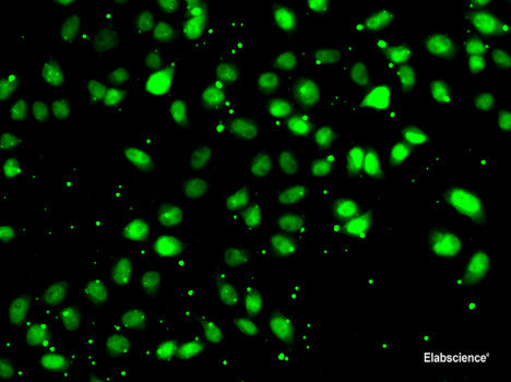Western blot analysis of extracts of various cell lines using EIF3F Polyclonal Antibody at dilution of 1:1000.