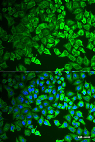 Western blot analysis of extracts of various cell lines using DNAJA2 Polyclonal Antibody at dilution of 1:3000.