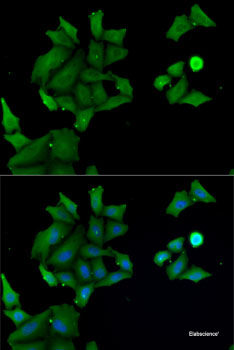 Immunofluorescence analysis of L929 cells using AGR2 Polyclonal Antibody at dilution of 1:100. Blue: DAPI for nuclear staining.
