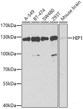 Western blot analysis of extracts of various cell lines using STAMBP Polyclonal Antibody at dilution of 1:1000.