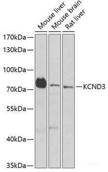 Immunofluorescence analysis of MCF7 cells using COPS6 Polyclonal Antibody