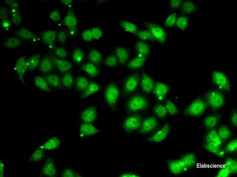 Immunohistochemistry of paraffin-embedded Rat brain using TUSC2 Polyclonal Antibody at dilution of 1:200 (40x lens).