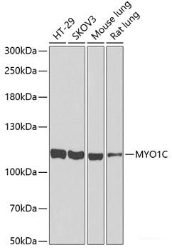 Immunohistochemistry of paraffin-embedded Mouse ileum using CLASP1 Polyclonal Antibody at dilution of 1:100 (40x lens).