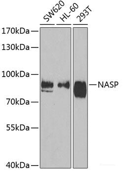 Immunofluorescence analysis of A549 cells using FKBP8 Polyclonal Antibody