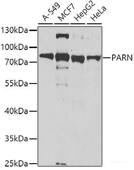 Immunofluorescence analysis of A549 cells using GCA Polyclonal Antibody