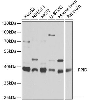 Immunohistochemistry of paraffin-embedded Rat ovary using TES Polyclonal Antibody at dilution of 1:100 (40x lens).