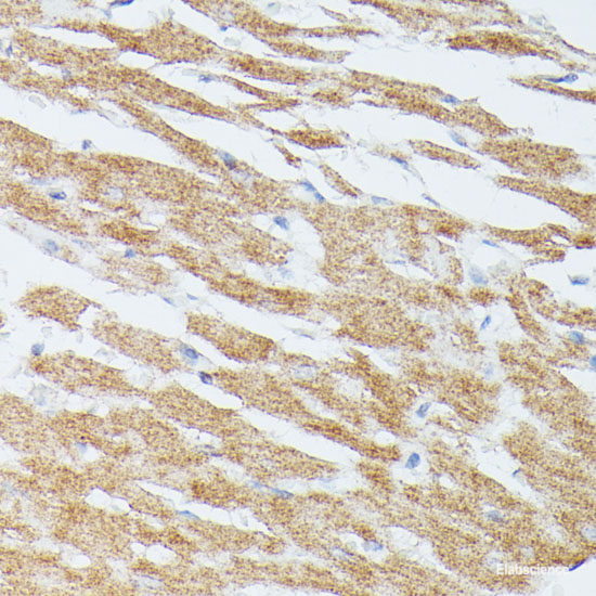 Western blot analysis of extracts of various cell lines using C16orf80 Polyclonal Antibody at dilution of 1:1000.
