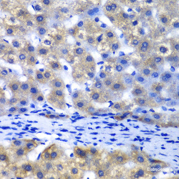 Immunofluorescence analysis of U2OS cells using SEPSECS Polyclonal Antibody