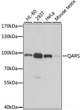 Immunofluorescence analysis of A549 cells using SH3GLB1 Polyclonal Antibody