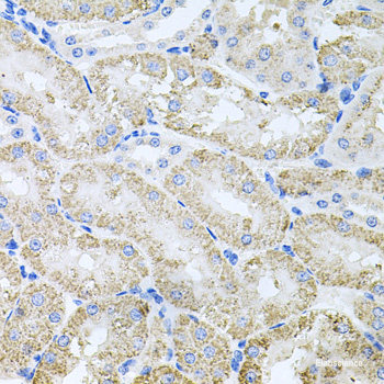 Immunofluorescence analysis of A549 cells using LELP1 Polyclonal Antibody