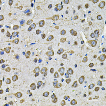 Immunofluorescence analysis of MCF7 cells using THRSP Polyclonal Antibody