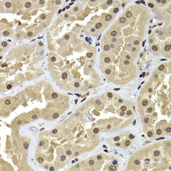 Immunofluorescence analysis of MCF-7 cells using NGFRAP1 Polyclonal Antibody