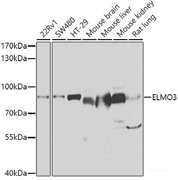 Western blot analysis of extracts of various cell lines using GPR68 Polyclonal Antibody at dilution of 1:1000.