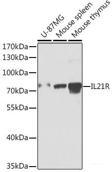 Immunofluorescence analysis of A549 cells using HLA-DRB1 Polyclonal Antibody