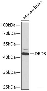 Immunohistochemistry of paraffin-embedded Rat spleen using KDM1 Polyclonal Antibody at dilution of 1:100 (40x lens).