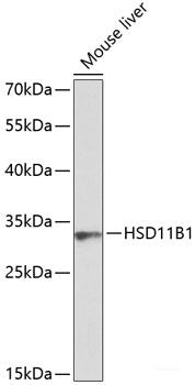 Western blot analysis of extracts of various cell lines using KLF2 Polyclonal Antibody at dilution of 1:1000.