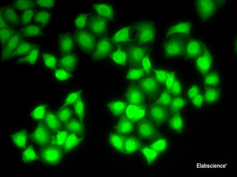 Immunohistochemistry of paraffin-embedded Rat brain using LAMP3 Polyclonal Antibody at dilution of 1:200 (40x lens).
