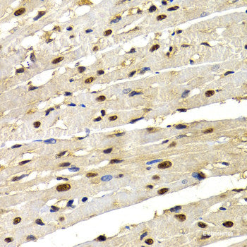 Immunofluorescence analysis of U2OS cells using GFRA1 Polyclonal Antibody at dilution of 1:100. Blue: DAPI for nuclear staining.