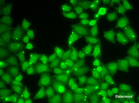 Western blot analysis of extracts of various cell lines using PPARD Polyclonal Antibody at dilution of 1:1000.