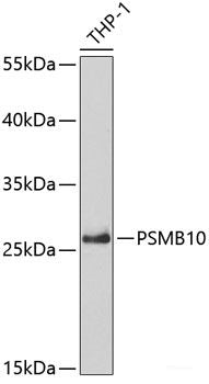 Western blot analysis of extracts of various cell lines using ANPEP Polyclonal Antibody at dilution of 1:1000.