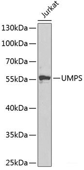 Immunofluorescence analysis of U2OS cells using GC Polyclonal Antibody