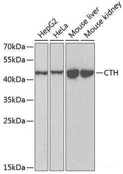 Immunofluorescence analysis of HeLa cells using CLPS Polyclonal Antibody