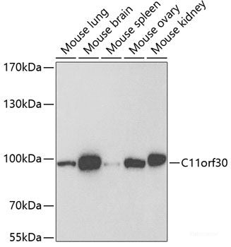 Immunohistochemistry of paraffin-embedded Rat kidney using IMPA1 Polyclonal Antibody at dilution of 1:100 (40x lens).
