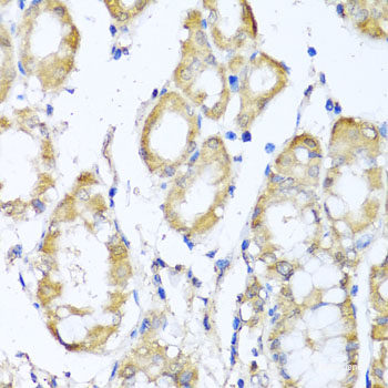Immunofluorescence analysis of U2OS cells using XCL1 Polyclonal Antibody