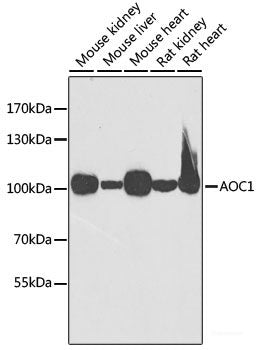 Western blot analysis of extracts of various cell lines using H6PD Polyclonal Antibody at dilution of 1:1000.
