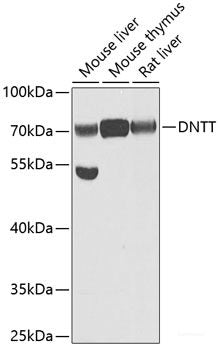 Western blot analysis of extracts of various cell lines using RNF40 Polyclonal Antibody at dilution of 1:1000.