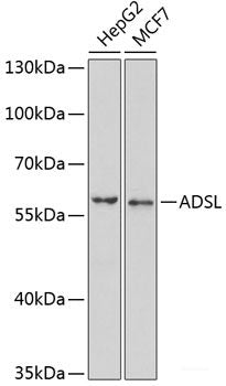 Western blot analysis of extracts of various cell lines using PAICS Polyclonal Antibody at dilution of 1:1000.