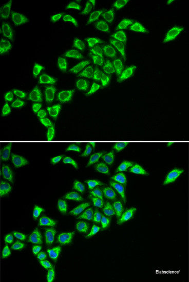 Immunofluorescence analysis of U2OS cells using PRAME Polyclonal Antibody