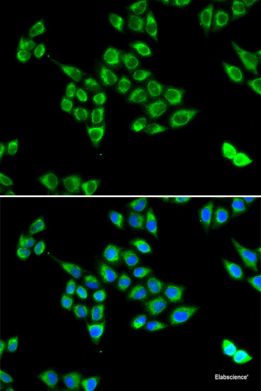 Western blot analysis of extracts of various cell lines using DUSP13 Polyclonal Antibody at dilution of 1:1000.