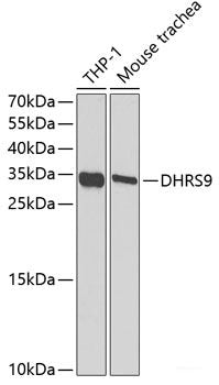 Immunohistochemistry of paraffin-embedded Rat brain using LMNB2 Polyclonal Antibody at dilution of 1:100 (40x lens).