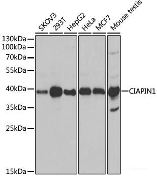 Western blot analysis of extracts of 293T cells using ADAD1 Polyclonal Antibody at dilution of 1:1000.