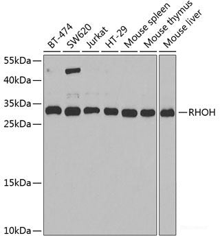 Western blot analysis of extracts of HT-29 cells using AGPAT2 Polyclonal Antibody at dilution of 1:1000.