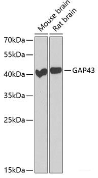 Western blot analysis of extracts of various cell lines using BAP1 Polyclonal Antibody at dilution of 1:1000.