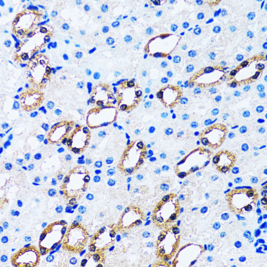 Immunofluorescence analysis of U2OS cells using BUB3 Polyclonal Antibody