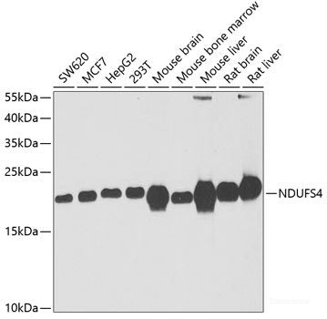 Western blot analysis of extracts of various cell lines using CCNC Polyclonal Antibody at dilution of 1:1000.